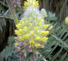 Questa suddivisione è chiaramente in parte imprecisa. Fiori E Regioni Le Piante Che Potete Ammirare Solo In Italia