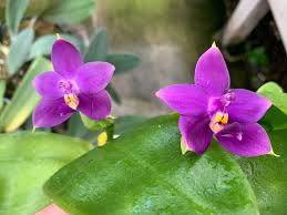 Image result for Landolphia violacea