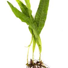 We would like to show you a description here but the site won't allow us. Jual Microsorum Pteropus Java Fern Kadaka Di Lapak Bluegreenfarm Bukalapak