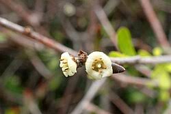 Image result for Pittosporum abyssinicum