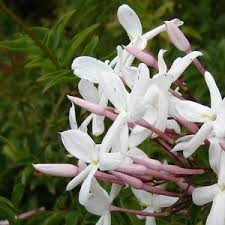 Image result for Jasminum