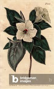 Image result for Melhania