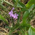 Image result for Striga hallaei