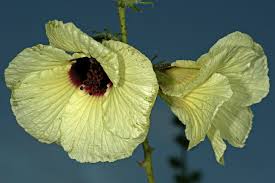 Image result for Hibiscus diversifolius