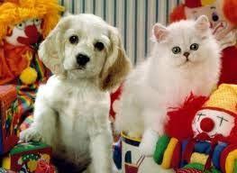 Kedi Kopek Gorselleri Google Search Kopek Yavru Kopek Kedi Kopek