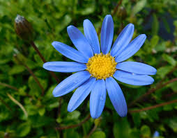 The flower name comes from the old english word dægeseage, meaning day's eye. Felicia Blue Daisy Marguerite Daisy A To Z Flowers