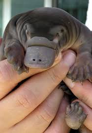 Ornitorrinco Cute Baby Animals Baby Platypus Duck Billed Platypus