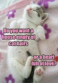 Give Me Cat Hair Any Day Cats Funny Cat Memes Silly Cats