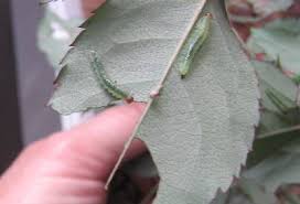 There is no need to treat the rose foliage after the larvae have finished eating (they usually are around for. Rose Sawfly Identification Walter Reeves The Georgia Gardener
