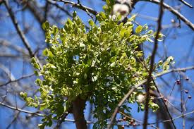 Image result for Viscaceae