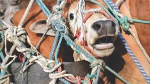 Maybe you would like to learn more about one of these? Eu Rules On Long Distance Animal Transportation Regularly Flouted Meps Told