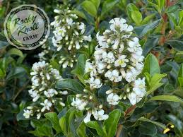 Image result for Escallonia