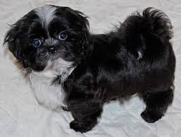 ((((pending sale)))) beautiful solid black male shihtzu. Shih Poo French Bulldog Mix Novocom Top
