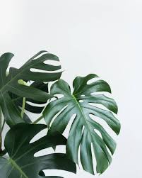 Best Plant In The House Don T Tell All The Others Palmovye Derevya Nastennye Kartiny