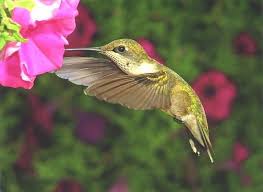 Birds And Blooms Photo Contest Winners Bird Photography Bird Photography Tips Birds Blooms Bird Photography Birds Kinds Of Birds