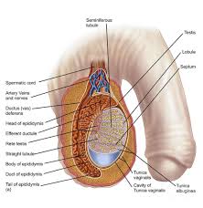 About 80% of these have an isochromosome 12p (the. Testicular Cancer Vaccines Creative Biolabs