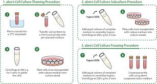 The genetic information in the eukaryotic nuclei must be accurately transmitted to daughter cells by the mitotic spindle, which is mainly composed of microtubules and centrosomes. Cell Culture Introduction Abm Inc