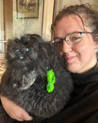 Last weekend I was in Christchurch cuddling poodles! Actually I was there  for the National Grooming Association workshop and exams, as one of the  examiners. But I also got to cuddle poodles.