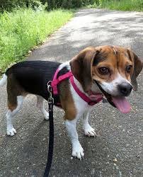 Learn more about lokavi beagles in florida. Pocket Beagle Dog Breed Information Pictures Characteristics Facts Dogtime