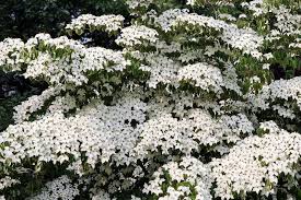 Image result for Cornus
