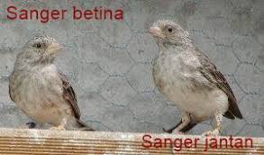Akan keluar cairan memancar jika perutnya diurut. Burung Flamboyan Jantan Dan Betina Gambar Burung
