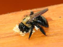 Bumble bees are commonly seen in gardens and parks across manchester and cheshire, especially during the spring and summer months when their nests are at capacity and new generations of eggs and pupae are being fed and raised. Pest Control Company Bug And Termite Treatment