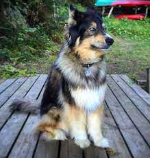 We did not find results for: Bernese Mountain Dog Husky Mix Smart And Independent Bernese Love