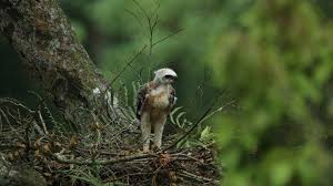 Jambulnya yang berdiri tegak bak mahkota membuat burung ini nampak gagak ditambah dengan sorot tajam matanya yang siap menerkam siapapun yang menyerang. Sarang Elang Jawa Kembali Ditemukan Di Gunung Salak Totalnya Ada Delapan Halaman All Tribunnews Com Mobile