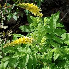 Image result for Agrimonia