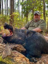 You can hunt wild hogs at myakka state forest public small game hunting area in sarasota county. V3tduc0 Xbfydm