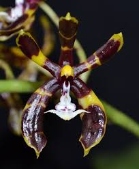 Image result for Phaius mannii