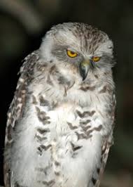 Most larger owls eat a wide variety of prey. Powerful Owl Birds In Backyards