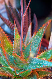 (1) nos complace informar que ya se puede ver la película moonlight (luz de luna) de forma online, esperamos que haya sido de tu agrado y que la hayas podido ver con facilidad. Aloe Luz De Luna From Kelly Griffin Aloe Plant Planting Succulents Succulent Gardening