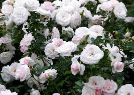 Инструкция по применению аспирин® кардио (aspirin cardio). Aspirin Rose Niedrige Beetrose Besondere Bluten