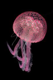 Img 7074 Deep Sea Creatures Beautiful Sea Creatures Jellyfish