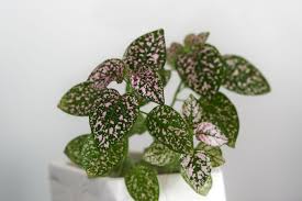 Image result for Hypoestes