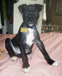 Since this is one … Bullboxer Pit Dog Breed Information And Pictures