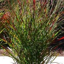 Image result for Panicum aequinerve
