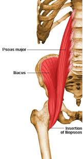Most modern anatomists define 17 of these muscles draw a sagittal plane diagram that illustrates hip flexors. Http Ux1 Eiu Edu Cfje 2440 Hip Muscles Pdf