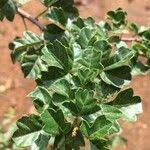 Image result for Searsia rehmanniana