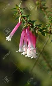 Australia national map showing where and how intense precipitation is falling. Pink Red And White Bell Shaped Flowers Of The Australian Fuchsia Stock Photo Picture And Royalty Free Image Image 143868854