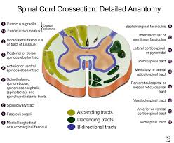 At the caudal part of the medulla these tracts cross over in the decussation of the pyramids obscuring the fissure at this point. Transverse Section Of Medulla Oblongata Spinal Cord Anatomy Spinal Cord Anatomy And Physiology