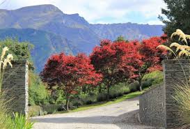 Add a fertiliser like tui nova tec fertiliser at planting time. Japanese Maples New Zealand Easy Big Trees