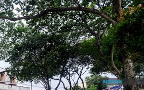 Jalan tun razak, pudu, 50400 kuala lumpur, wilayah persekutuan kuala lumpur, malaysia coordinate: Bernama Dbkl To Preserve Old Trees As Natural Heritage