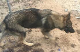 German shepherd puppy breeders, german shepherd dog breeders and michigan german shepherd kennels of grand rapids michigan with german shepherd puppies, german shepherd puppies for sale, german shepherd dogs imported from germany and breeders of german shepherds of the highest possible standards from kolenda kennels. Black Sable German Shepherds Home Facebook