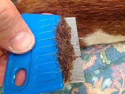 Flea combs are a fine toothed device that you can use to find fleas (and remove them) from pets. 10 Effective And Proven Remedies To Stop Fleas From Torturing Your Pet For Good