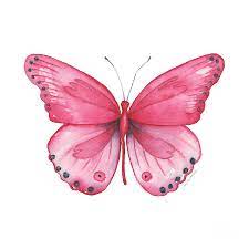 We did not find results for: 107 Pink Genus Butterfly Painting By Amy Kirkpatrick