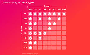 Image result for Blood Type
