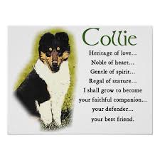 Pin On Precious Collies