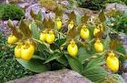 Cypripedium pubescens